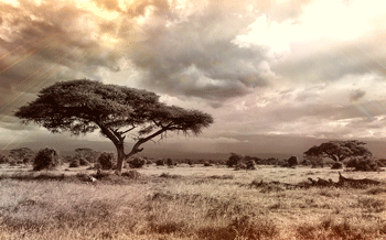 The Perfect Getaway in Kenya