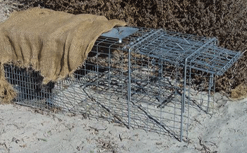 The traps that the culprits used to snare the crocs