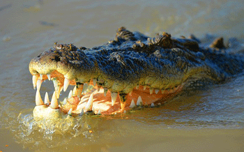 Crocodile Tours are a popular attraction for Tourists in NT